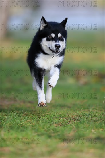 Alaskan Malamute