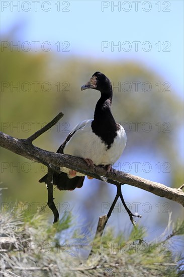 Magpie goose