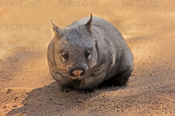 Southern hairy-nosed wombat