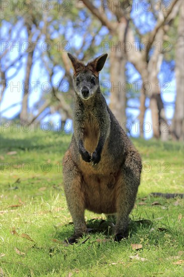 Swamp wallaby