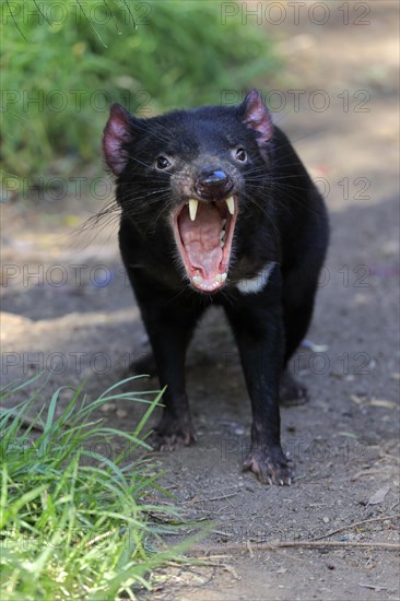 Tasmanian devil