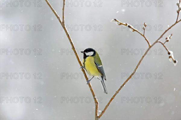 Great tit