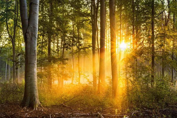 Mixed forest in the early morning