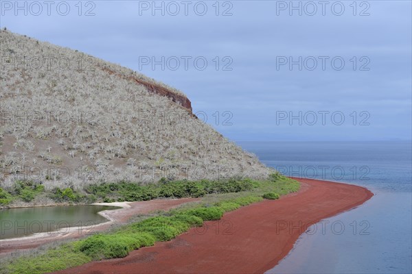 Red beach and sparse vegetation