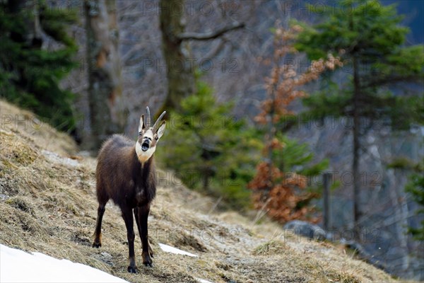 Alpine chamois