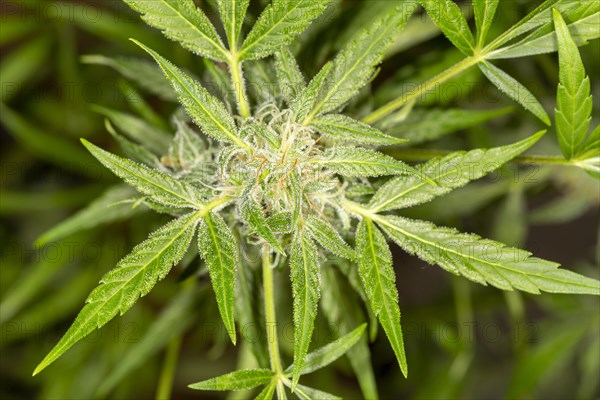 Inflorescence of a hemp plant