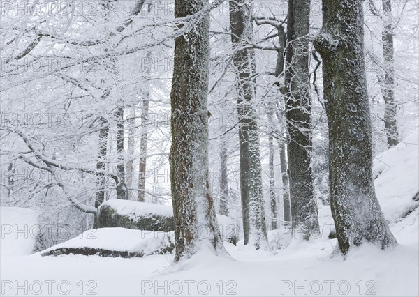 Natural forest in winter with snow and hoarfrost