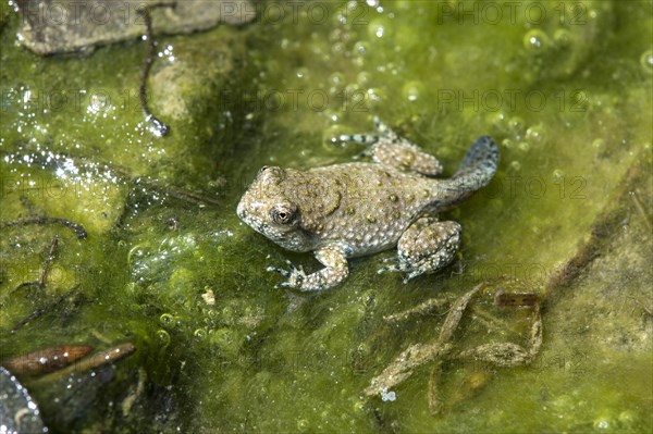 Adult larva of a yellow-bellied toad