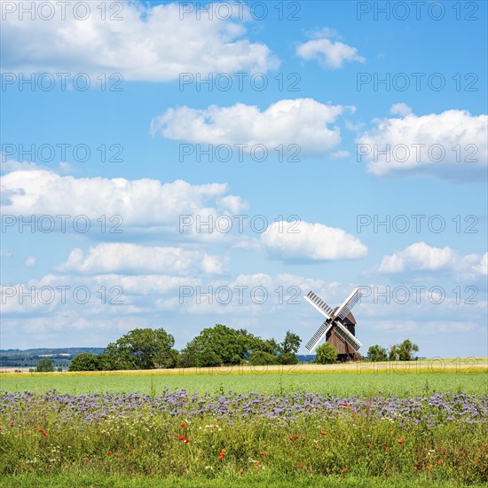 Field landscape with flower strips and windmill in the Magdeburger Boerde