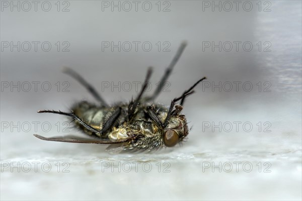 Dead house fly