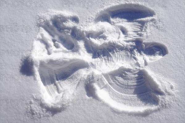 Snow Angel