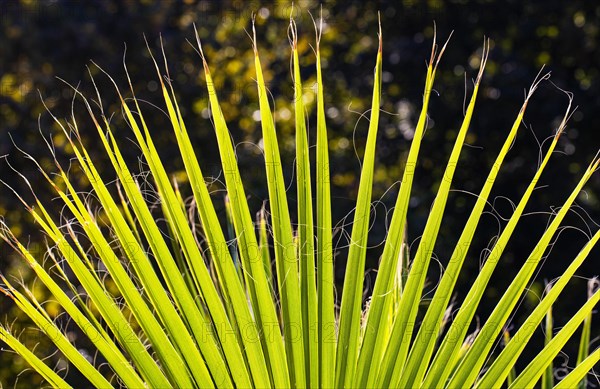 Leaf of a petticoat palm or Washington palm