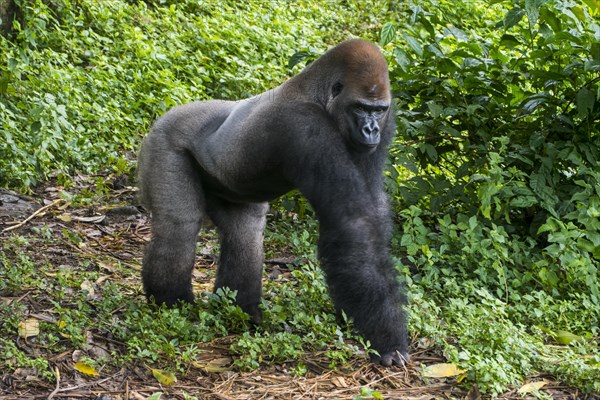 Western lowland gorilla