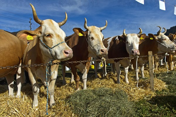 Simmental cows at a cattle show