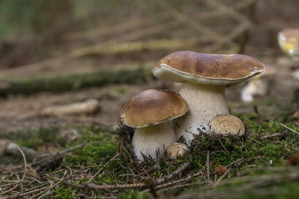 King bolete