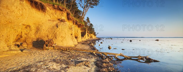 Uprooted tree on the cliff of the Baltic Sea in the evening light