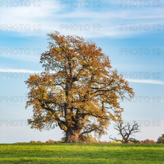 Meadow with old gnarled solitary oak