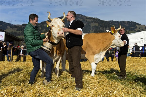 The winning cow at the Miss Simmental competition for Simmental cattle receives a bell