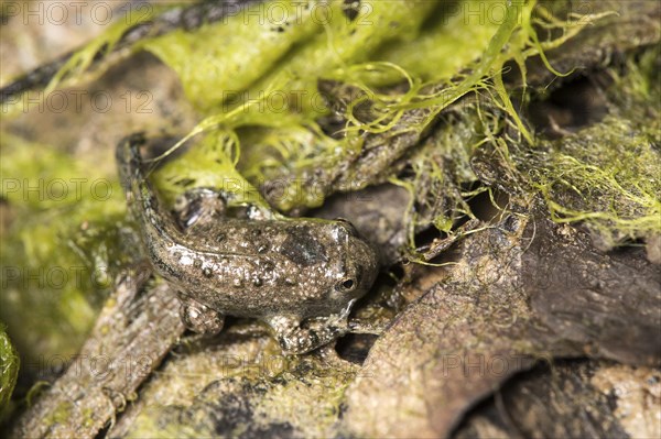 Adult larva of a yellow-bellied toad