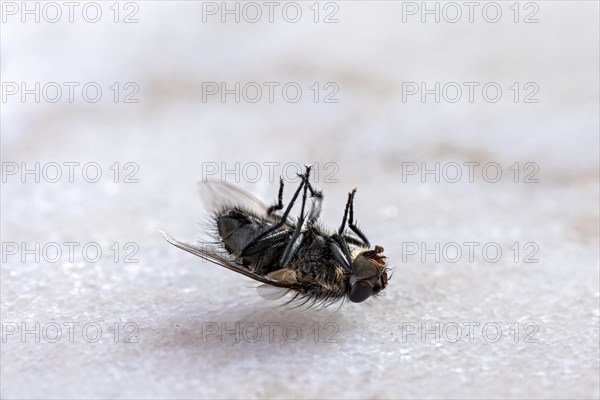 Dead house fly