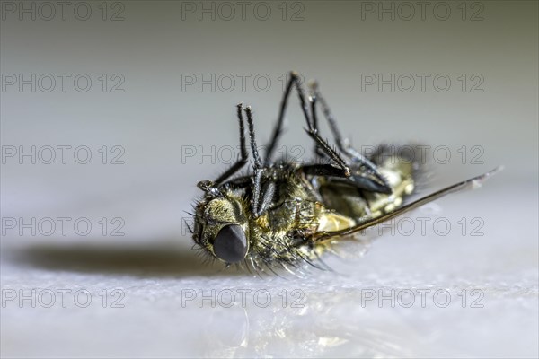 Dead house fly