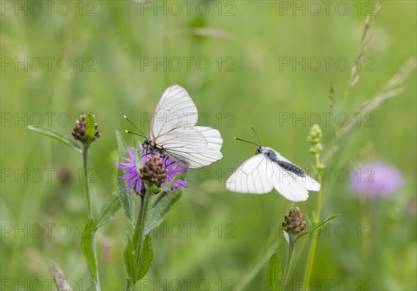 Black-veined white (Aporia crataegi)