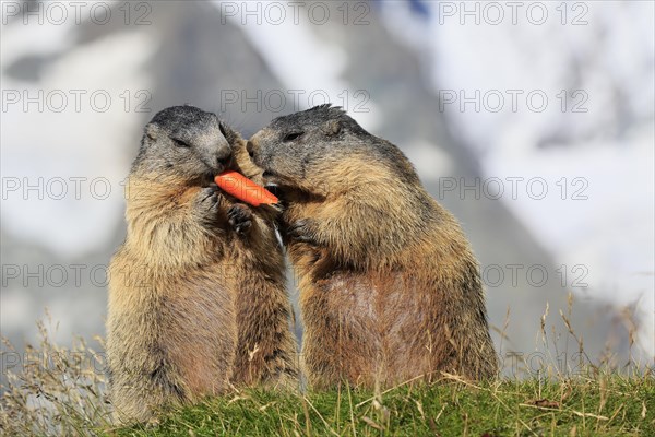 Alpine Marmot (Marmota marmota)