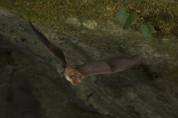 Greater horseshoe bat