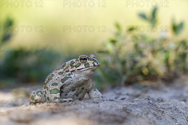 European green toad