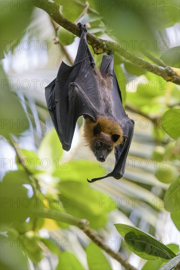 Fruit bat