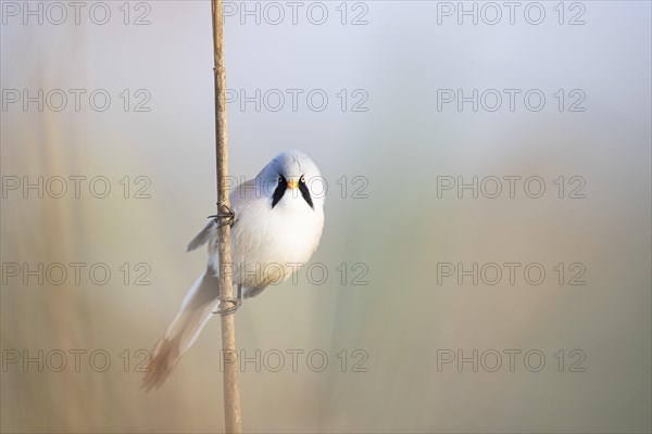 Bearded reedling