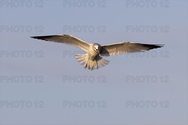 Black-headed gull