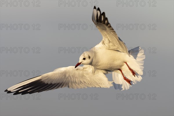 Black-headed gull