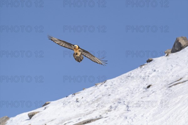 Bearded vulture