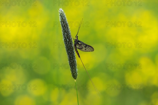 Mayflies