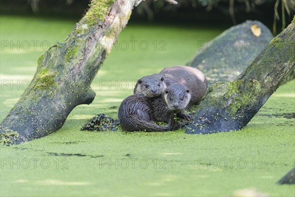 European otter