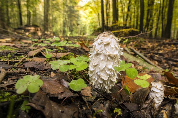 Shaggy ink cap