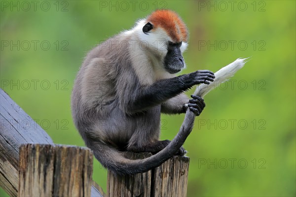 Collared mangabey