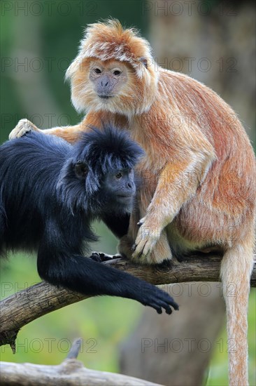 Javan lutung