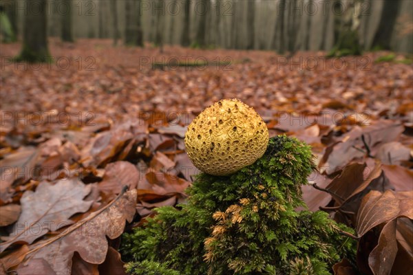 Common earthball