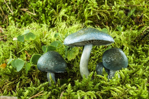 Verdigris agaric