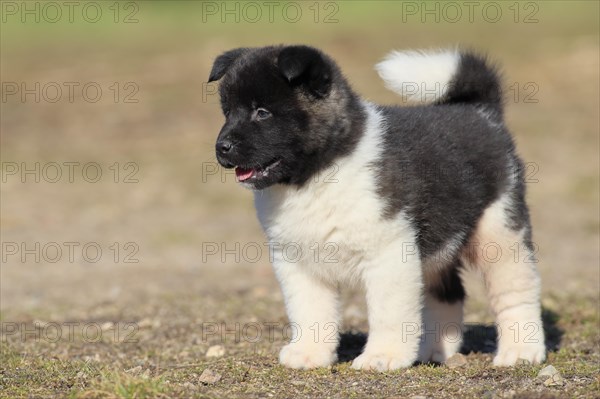 American Akita puppy