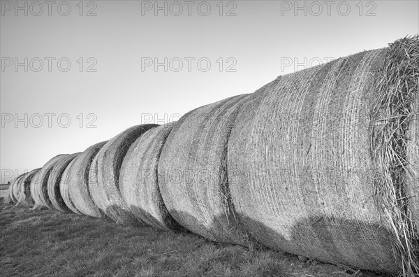 Pressed straw bales