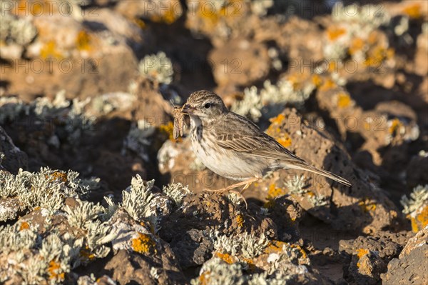 Berthelot's Pipit