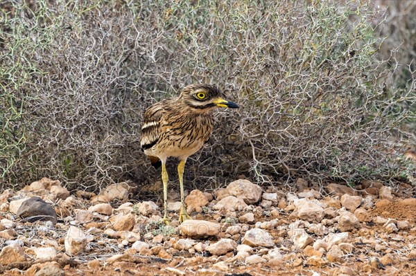 Stone curlew