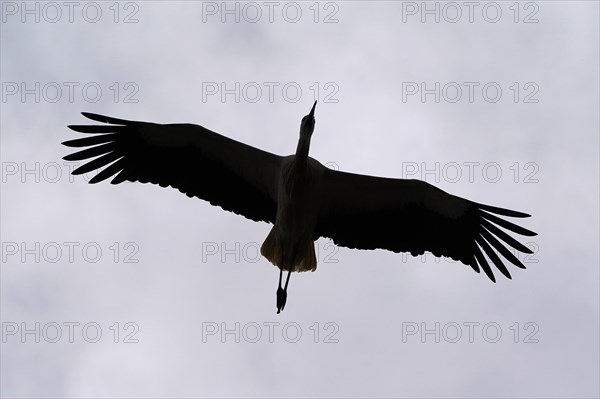 White stork