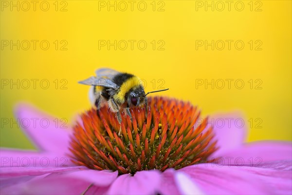 Large earth bumblebee