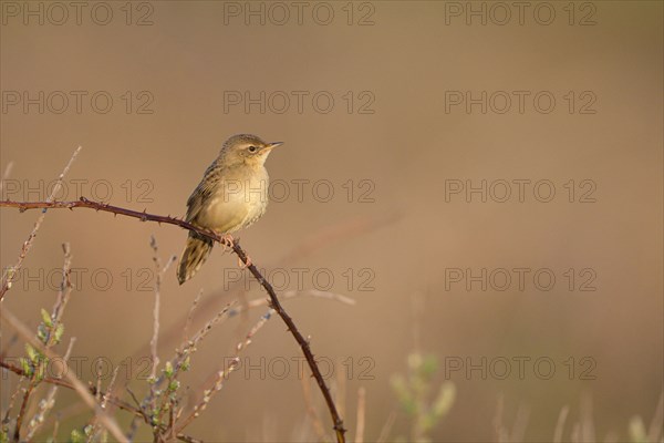 Common Grasshopper Warbler