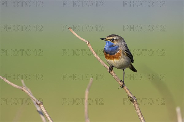 Bluethroat