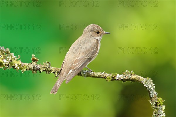 Spotted flycatcher